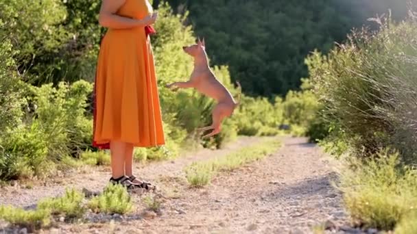 Dziewczyna Żółtej Sukience Bawi Się Psem Naturze American Hairless Terrier — Wideo stockowe