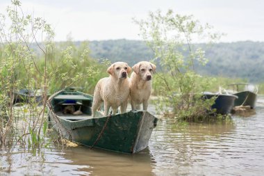 Kayıkta iki köpek. Fawn Labrador Gölün doğasında Retriever 