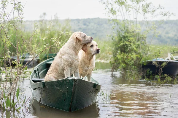 two dogs on rowing boat. Fawn Labrador Retriever in nature at lake