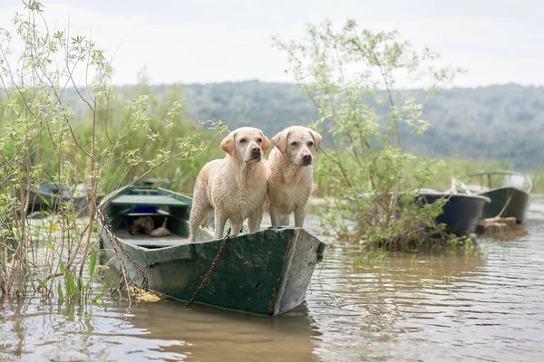 two dogs on rowing boat. Fawn Labrador Retriever in nature at lake
