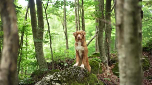 Hund Grünen Wald Nova Scotia Entenmaut Retriever Der Natur Haustier — Stockvideo