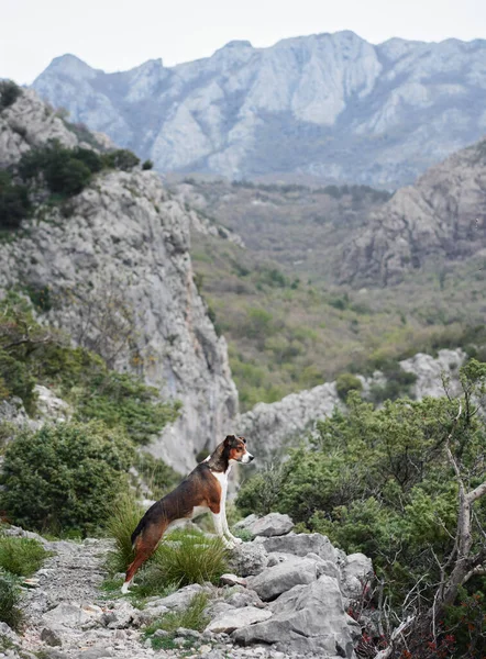 Pes Horách Stojí Pozadí Kamení Zeleně Ten Mazlíček Pózuje Míchaný — Stock fotografie