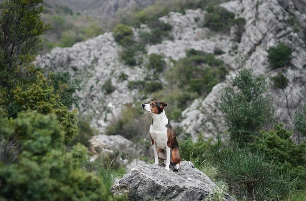 a dog in the mountains stands against the background of stones and greenery. The pet is posing. Mix dog
