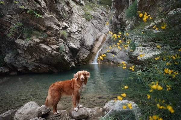 dog at the waterfall. Shiba inu in nature. Travel and hiking with an active pet