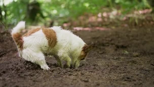 Cão Cava Buraco Ativo Jack Russell Terrier Floresta Andando Com — Vídeo de Stock