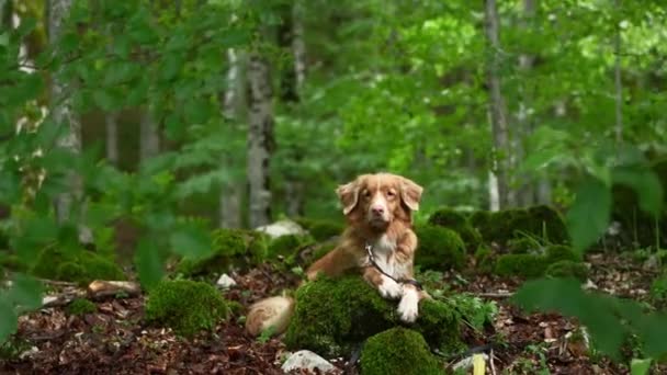 Hund Den Gröna Skogen Nova Scotia Duck Tolling Retriever Naturen — Stockvideo