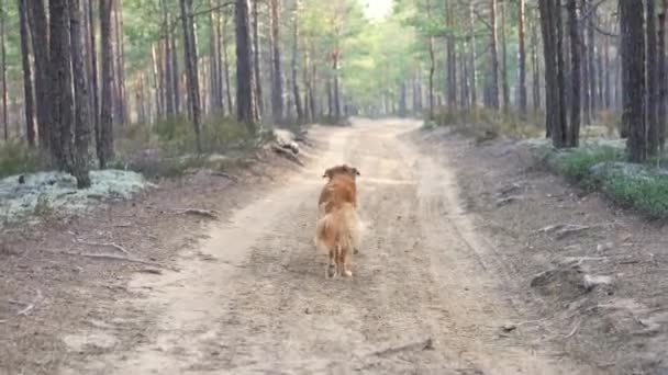 Cane Nella Foresta Tra Gli Alberi Nuova Scozia Anatra Tolling — Video Stock