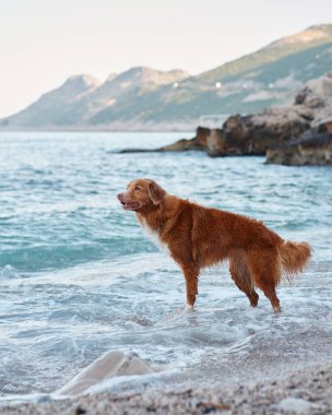 the dog is playing by the sea. Nova Scotia duck tolling retriever at blue water clipart