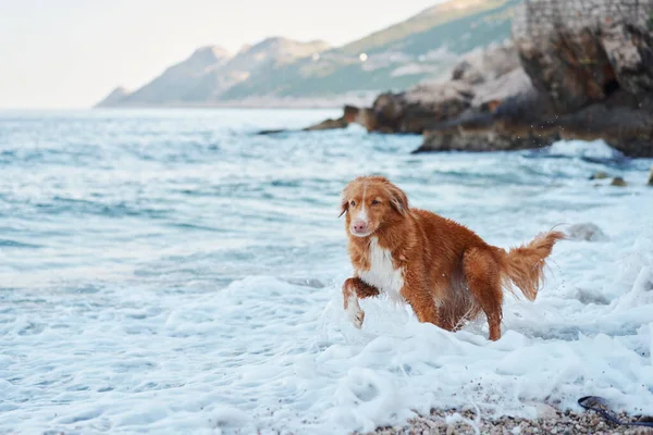 Perro Está Jugando Junto Mar Nova Scotia Pato Peaje Recuperador — Foto de Stock