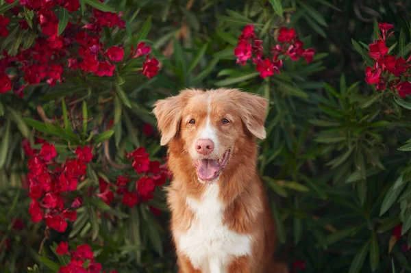 Собака Розовых Цветах Нериума Новая Шотландия Утиный Ретривер Природе Пет — стоковое фото