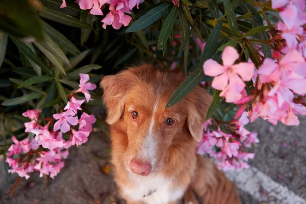 Pies Różowych Kwiatach Nerium Nova Scotia Kaczka Tolling Retriever Naturze — Zdjęcie stockowe