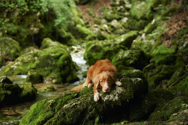 Toller dog at the waterfall. Nova Scotia duck tolling retriever in nature. Travel and hiking with an active pet