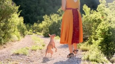 Sarı elbiseli bir kız doğada bir köpekle oynar. Amerikan Kılsız Teriyeri yükseğe zıplıyor. Yürüyüşe çıkmış bir hayvan.