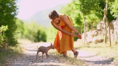 Sarı elbiseli bir kız doğada bir köpekle oynar. Amerikan Kılsız Teriyeri yükseğe zıplıyor. Yürüyüşe çıkmış bir hayvan.