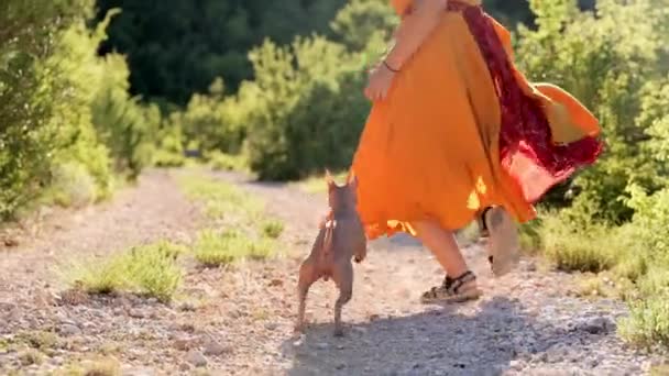 Dívka Žlutých Šatech Hraje Psem Přírodě Americký Teriér Bez Chlupů — Stock video