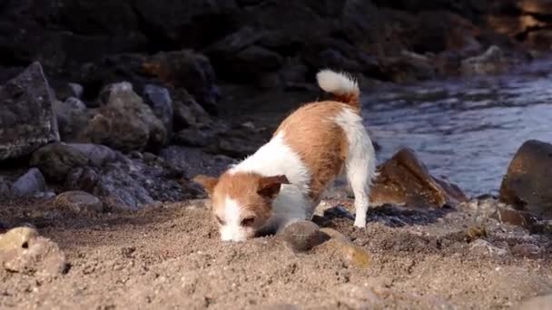 Dog Digs Hole Sand Active Jack Russell Terrier Beach Walking — Stock Video