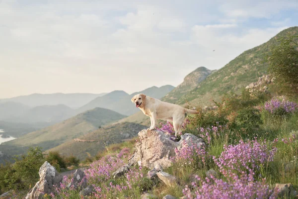 Dağların arka planında, yabani çiçeklerin arasında bir köpek. Doğada Fawn Labrador Retriever