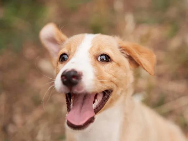Cute Puppy Portrait Dog Smiling Pet Nature — Stock Photo, Image