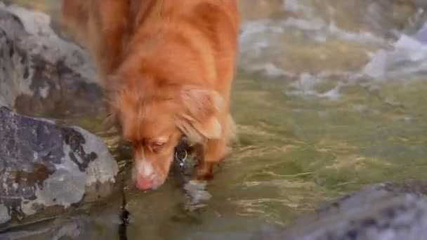 Cão Junto Água Nova Scotia Duck Tolling Retriever Natureza — Vídeo de Stock