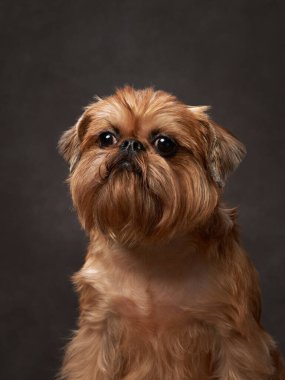 Kahverengi bir fonda kırmızı bir köpeğin portresi. Stüdyoda Belçika Griffonu