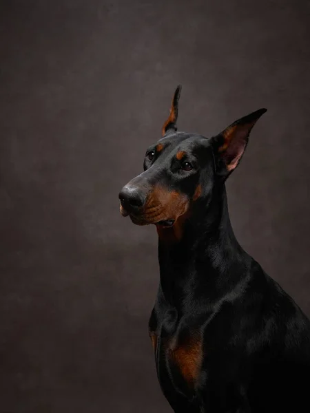 Czarny Doberman Brązowym Tle Płótna Piękny Portret Pet Studio — Zdjęcie stockowe