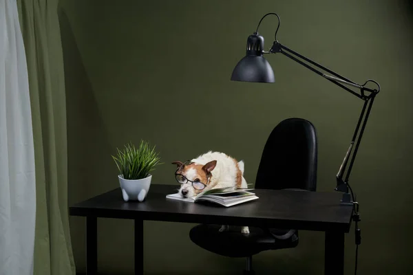 dog at the table with a book. funny boss jack russell terrier with glasses. lamp, flower, interior. knowledge day