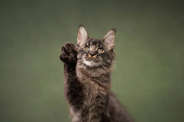 Maine Coon Koťátko Zeleném Pozadí Vtipný Kočičí Portrét Studiu — Stock fotografie