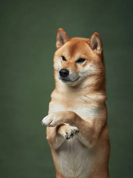 Червоний Собака Зеленому Тлі Красива Шиба Іну Студії — стокове фото