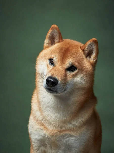 Röd Hund Grön Bakgrund Vackra Shiba Inu Studion — Stockfoto