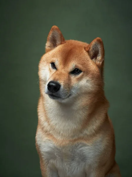 Kırmızı Köpek Yeşil Arka Planda Güzel Shiba Inu Stüdyoda — Stok fotoğraf