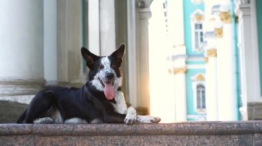 St. Petersburg şehrinin arka planında bir köpek. İtaatkar sınır köpeği kasabada