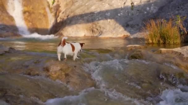 Собака Воды Смешной Джек Рассел Терьер Водопаде Природе — стоковое видео