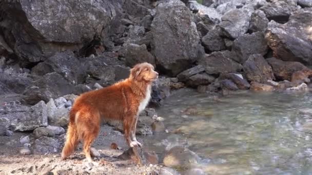 那条狗在岩石边的海边 新斯科舍省水鸭收费回收器 — 图库视频影像