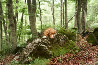 Ormandaki ağaçların arasındaki köpek. Nova Scotia ördeği av köpeği yosun tutmuş bir taşın üzerinde yatıyor. Hayvan gezisi