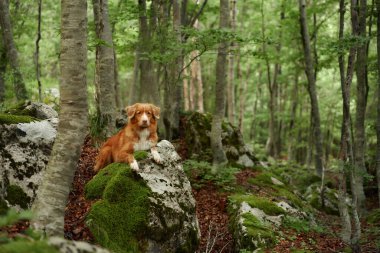 Ormandaki ağaçların arasındaki köpek. Nova Scotia ördeği av köpeği yosun tutmuş bir taşın üzerinde yatıyor. Hayvan gezisi