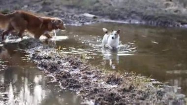 İki köpek su birikintisinde oynuyor. Komik ve pis hayvanlar. Jack Russell Terrier ve Nova Scotia Ördek Avcısı