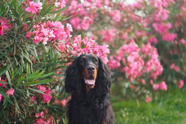 Zakkum çiçeklerinin içindeki köpek dışarıda. Gordon doğadaki ayar