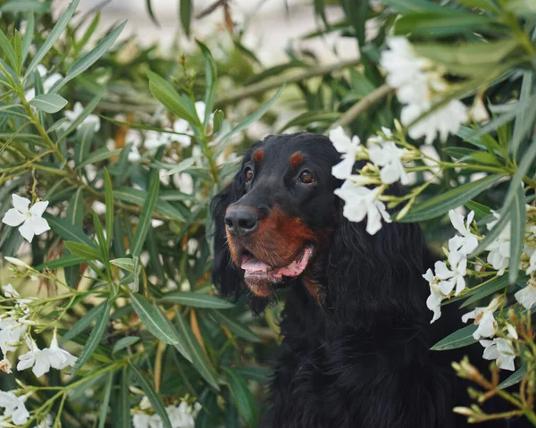 Zakkum çiçeklerinin içindeki köpek dışarıda. Gordon doğadaki ayar