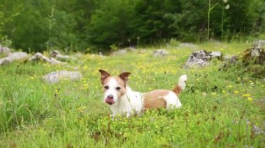 Köpek bir çiçek çayırında yatıyor. Komik c dinleniyor. Evcil hayvan. 