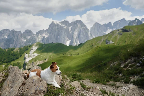 stock image Travel with dog in alpine meadows, mountains. Jack Russell Terrier on a stone. hiking in nature