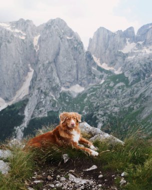 Dağlarda köpek gezgini. Nova Scotia ördek paralı av köpeği üstte. Evcil bir hayvanla yürüyüş. 