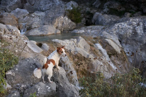 Pes Kameni Statečný Jack Russell Teriér Přírodě — Stock fotografie