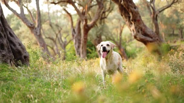 Perro Está Pie Agitando Cola Hermoso Labrador Cervatillo Recuperador Naturaleza — Vídeo de stock