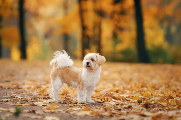 Słodki Pies Shihtzu Naturze Mały Piesek Jesiennych Liściach Spacer Zwierzątkiem — Zdjęcie stockowe