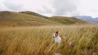 Jack Russell Terrier sahada koşuyor. Mutlu köpek. Doğadaki komik hayvan.