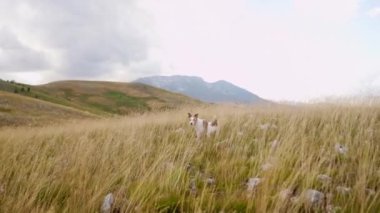 Jack Russell Terrier sahada koşuyor. Mutlu köpek. Doğadaki komik hayvan.