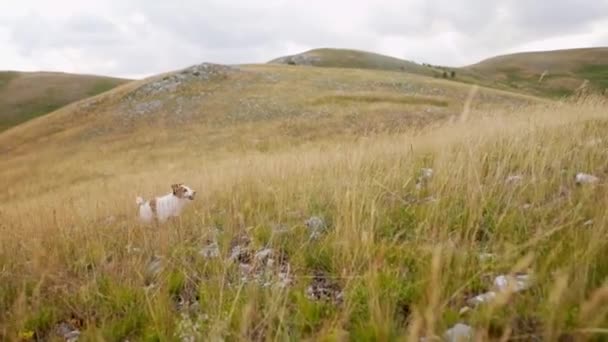 Jack Russell Terrier Berlari Lapangan Anjing Bahagia Lucu Hewan Peliharaan — Stok Video
