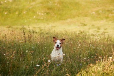 Jack Russell Terrier sahada. Sonbahar doğasında tuhaf bir hayvan.
