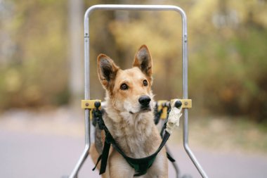 Tekerlekli sandalyedeki köpek. Doğada sonbaharda engelli hayvan