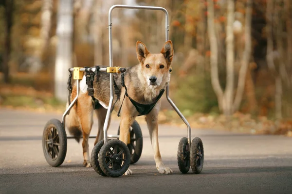 Dog Wheelchair Disabled Pet Autumn Nature — Stock Photo, Image